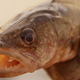A walleye, shocked to learn the news.